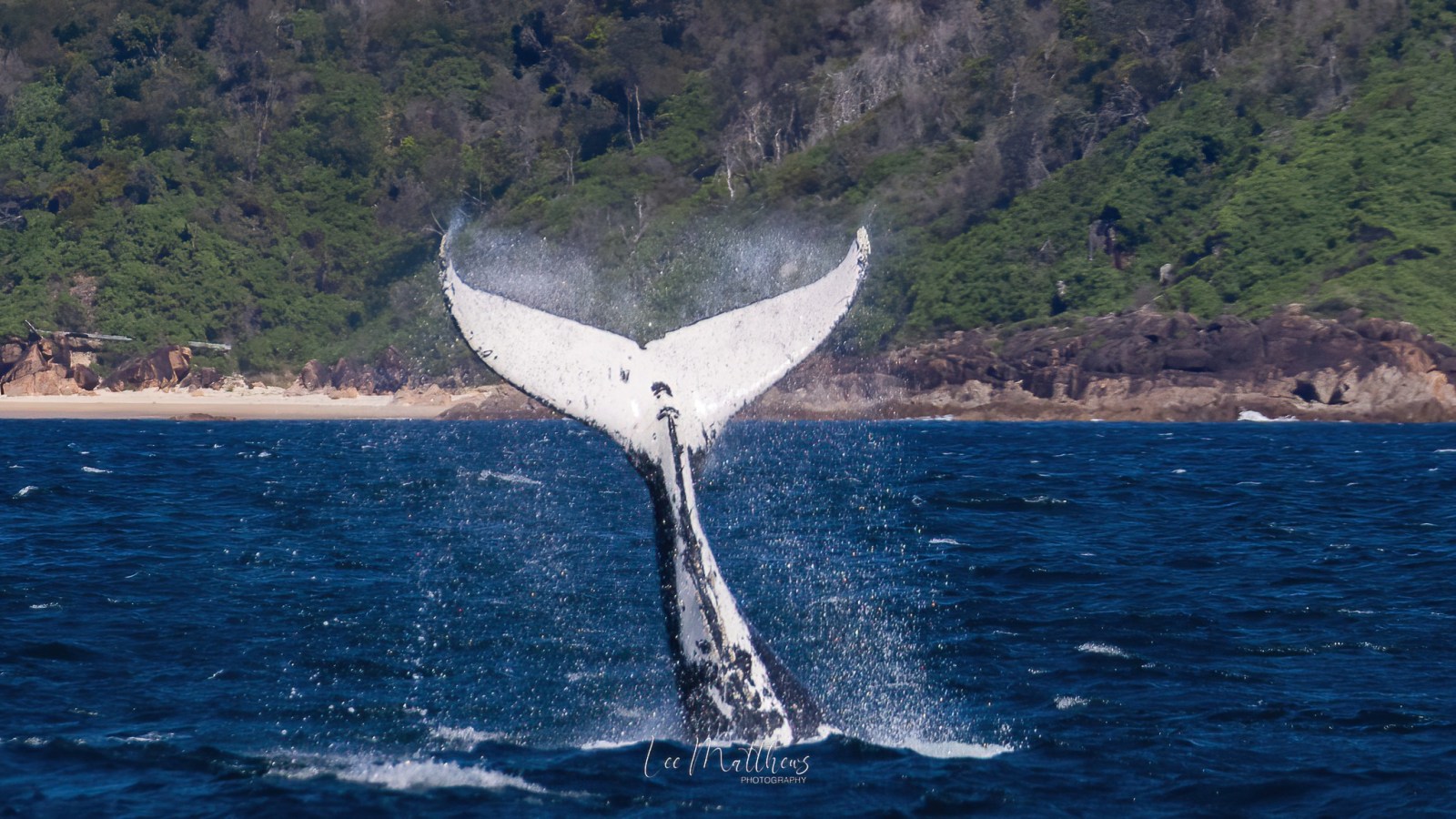 a whale jumping out of the water