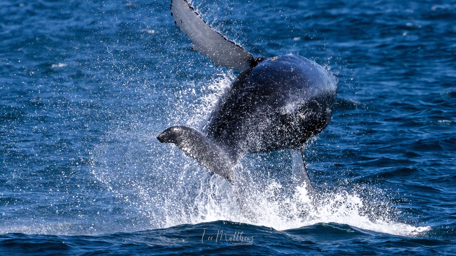 a man flying through the air over a body of water