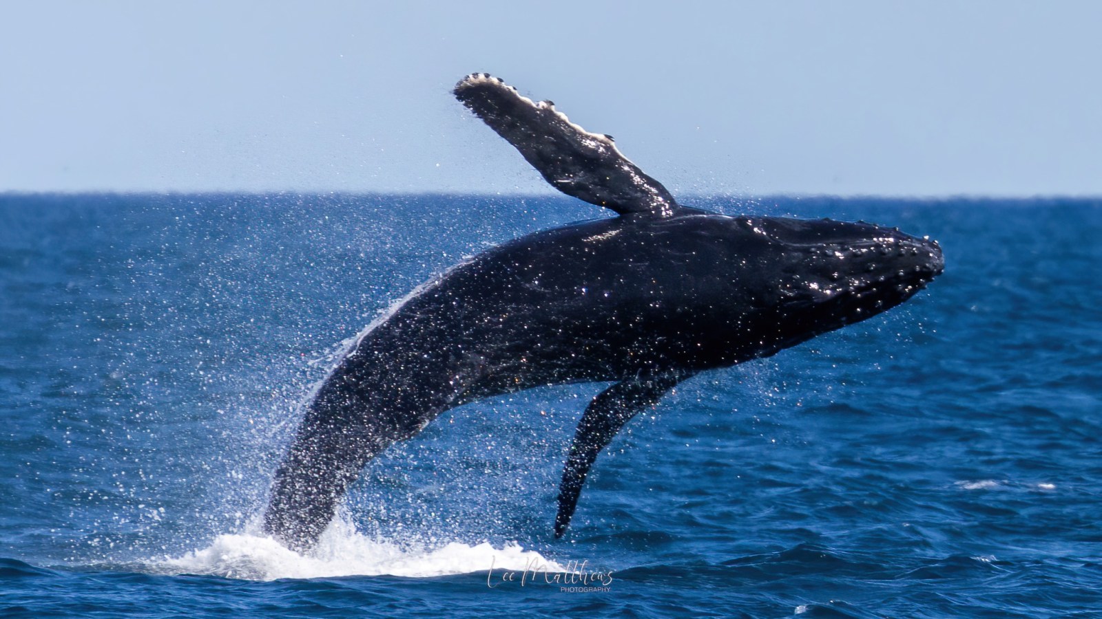 a whale jumping out of the water