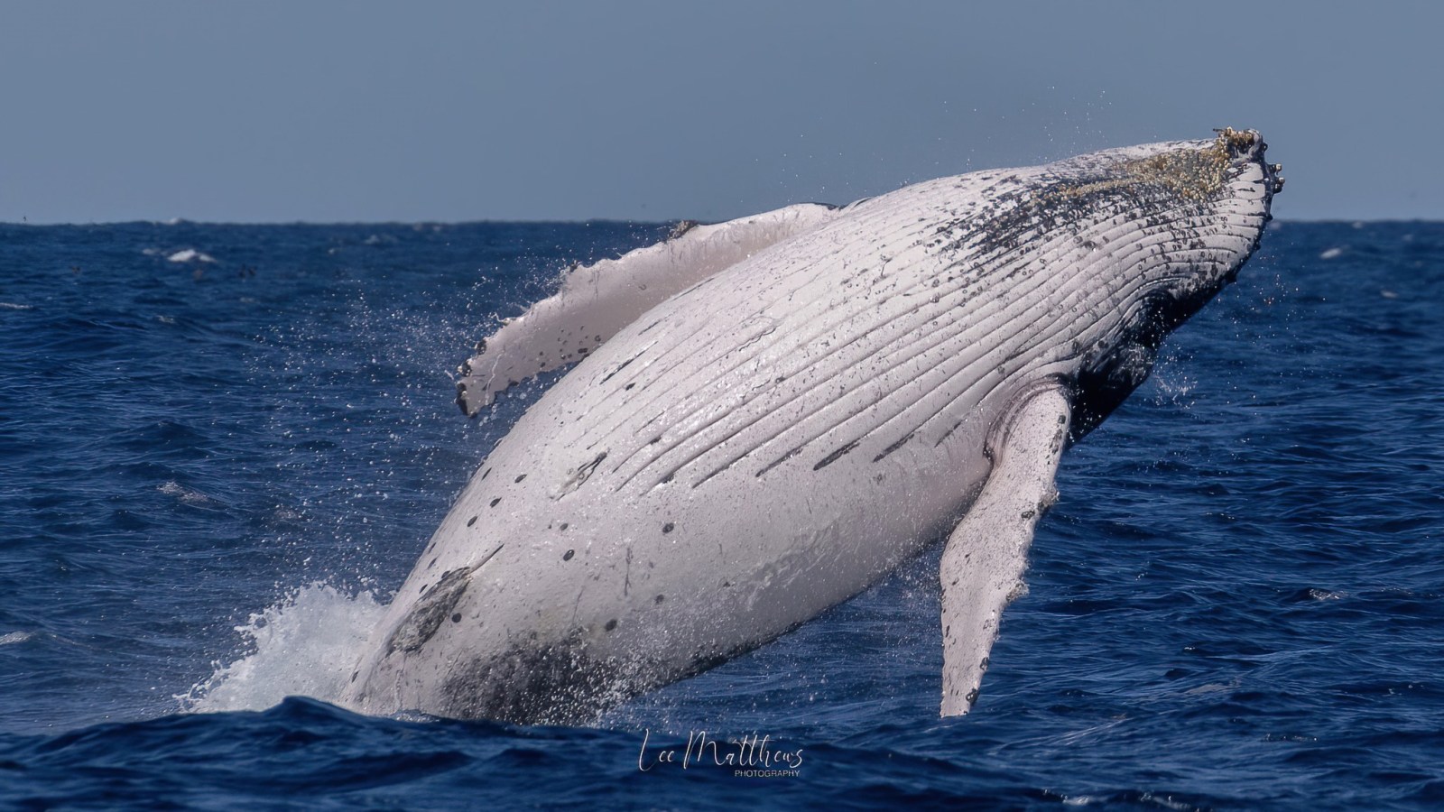 a whale jumping out of the water