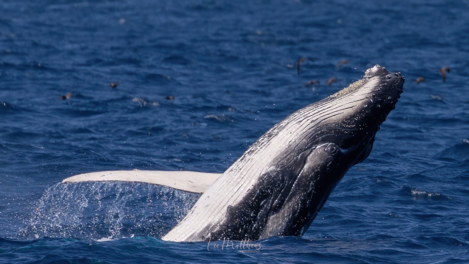 a whale swimming under water