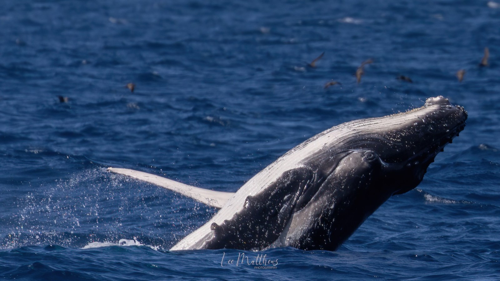 an animal swimming in the water