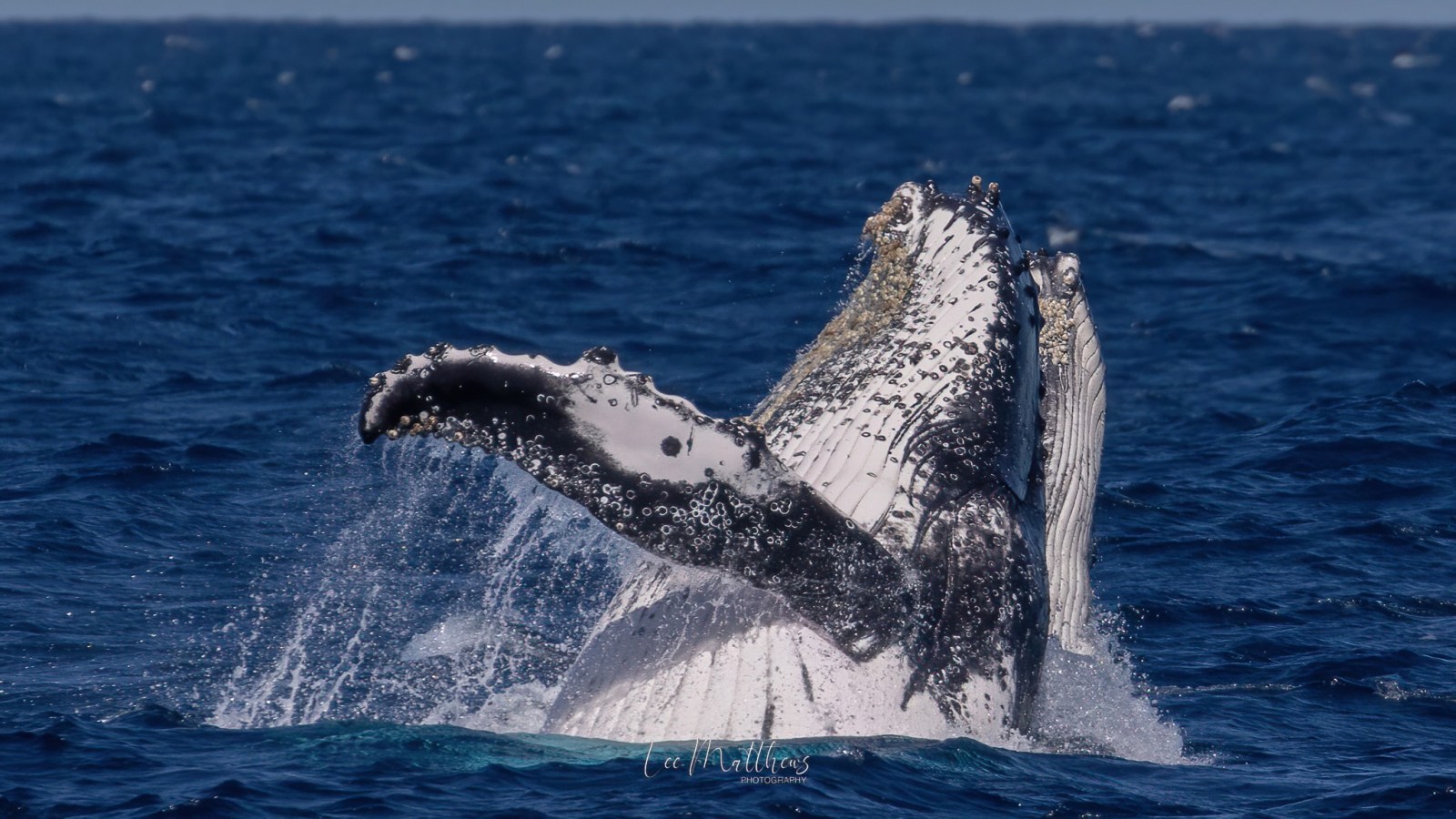 a whale jumping out of the water