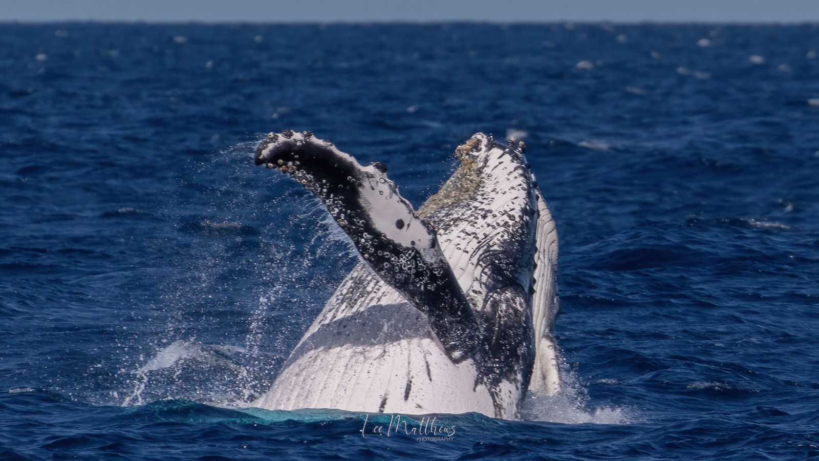 a whale jumping out of the water