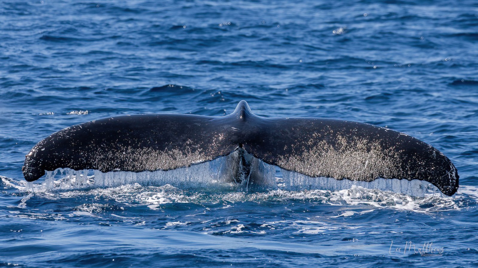 a whale jumping out of the water