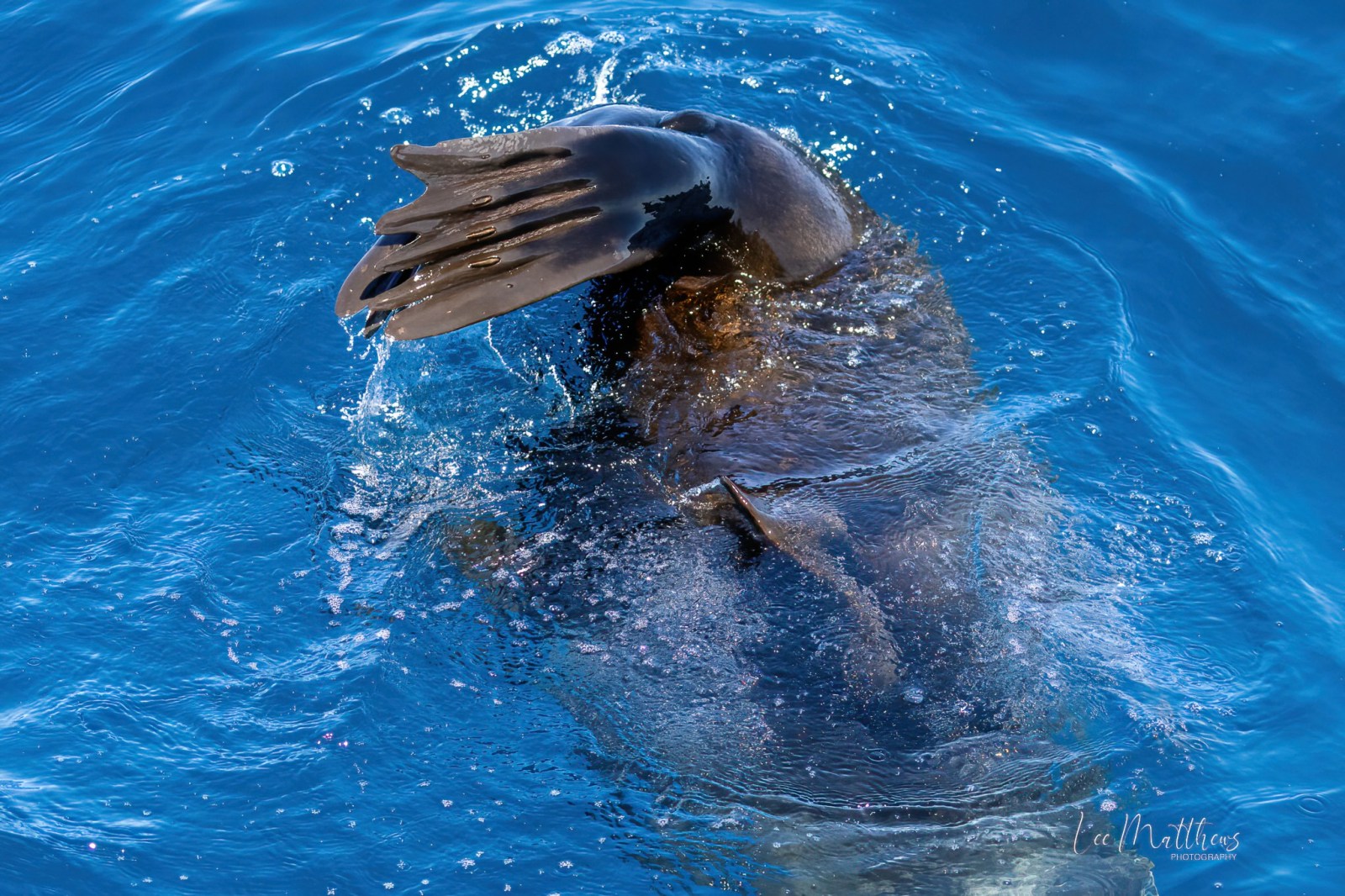 a dolphin swimming in the water