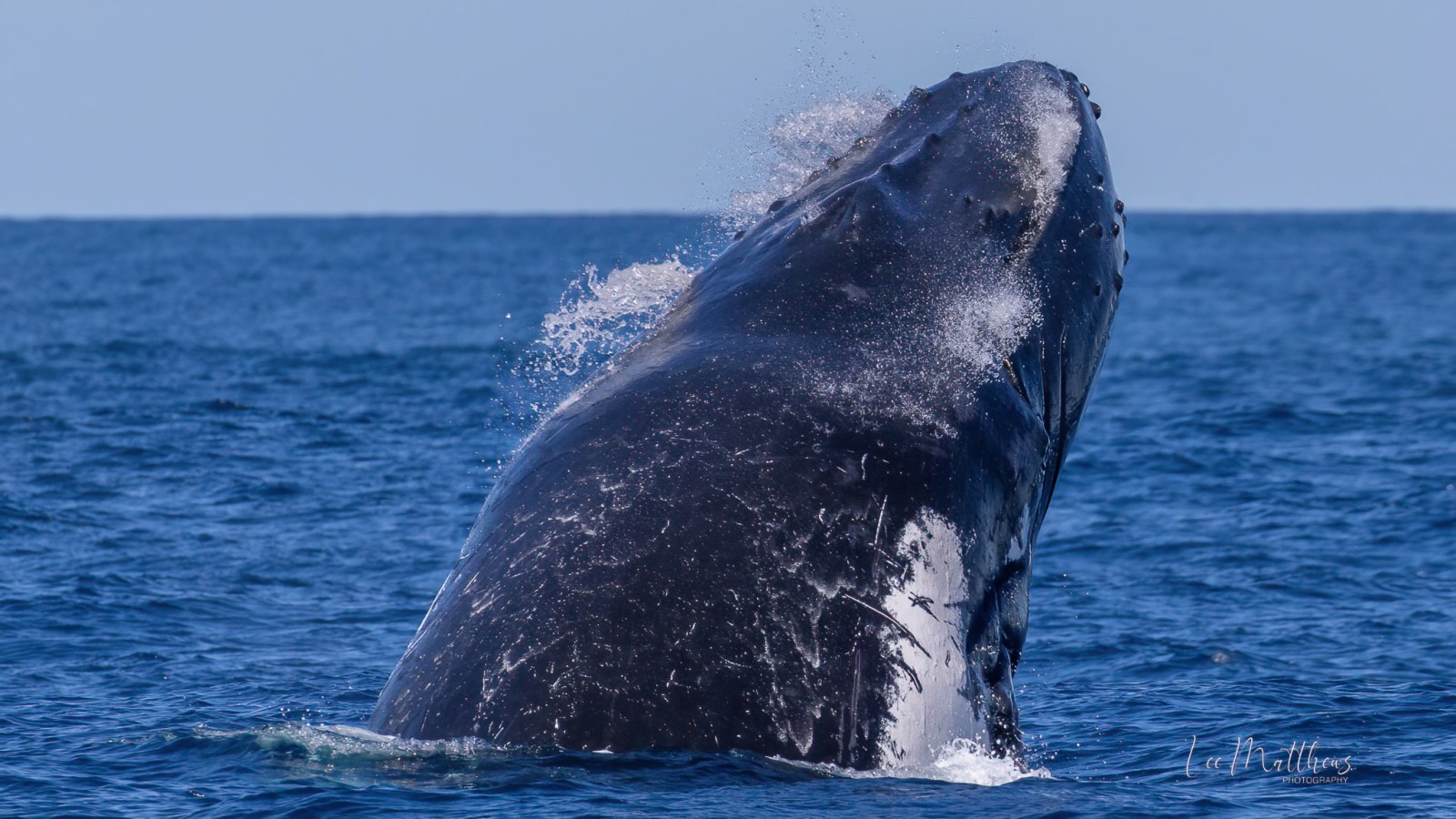 a whale jumping out of the water