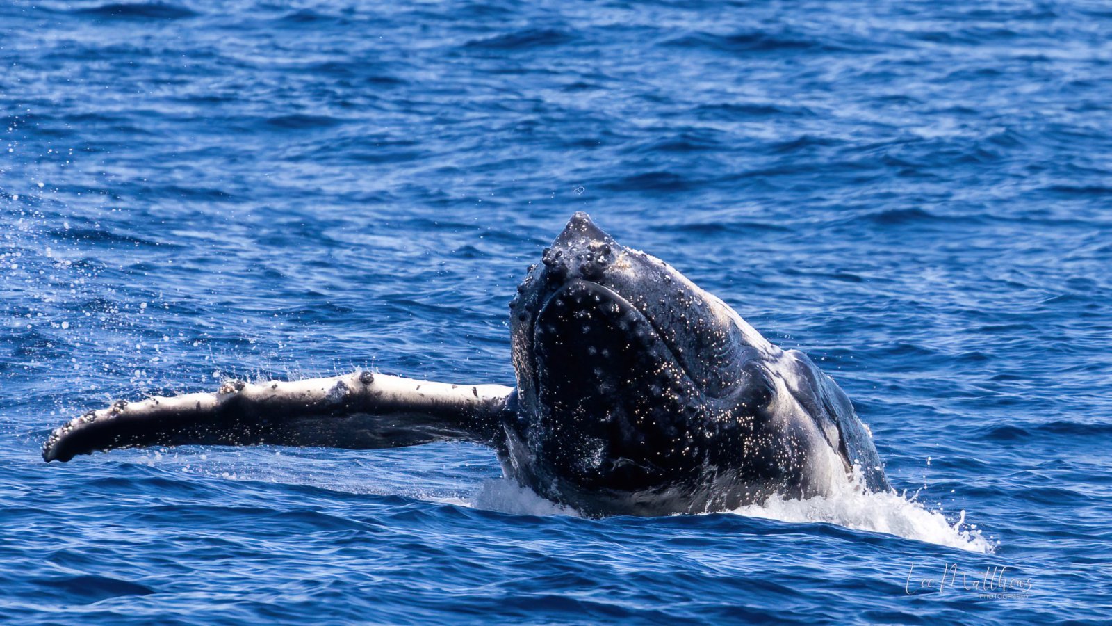 a whale swimming under water