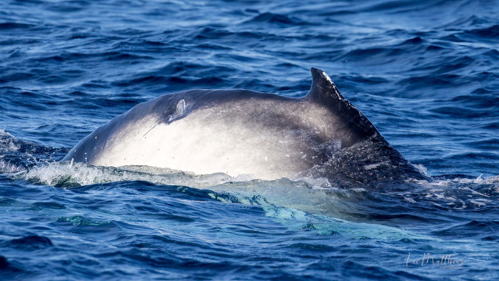 a whale jumping out of the water