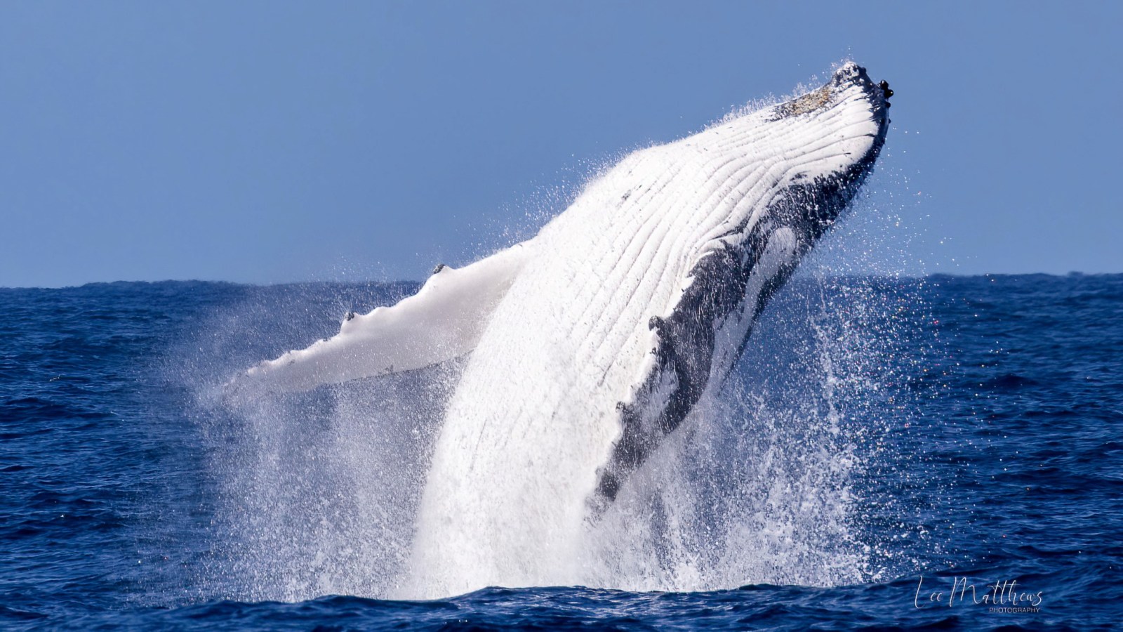 MOONSHADOW TQC CRUISES PORT STEPHENS WHALE WATCHING