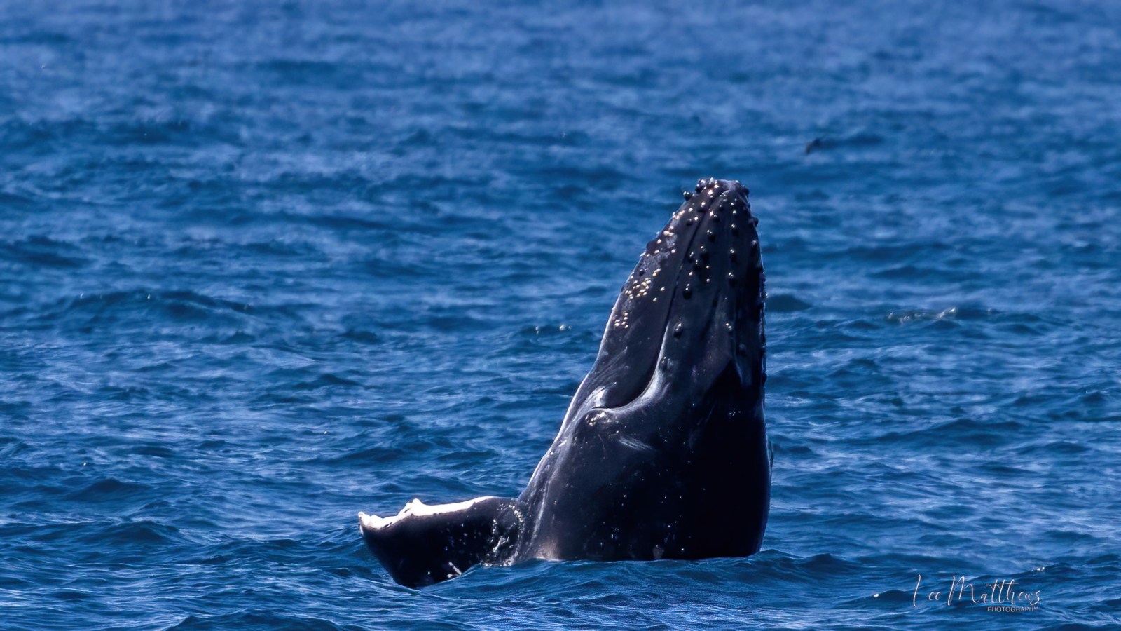 a whale swimming under water