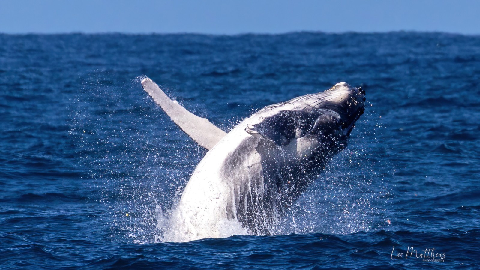 a bear swimming in a body of water