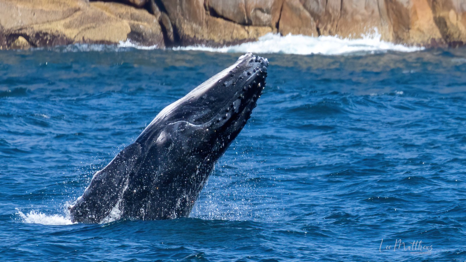 a whale jumping out of the water
