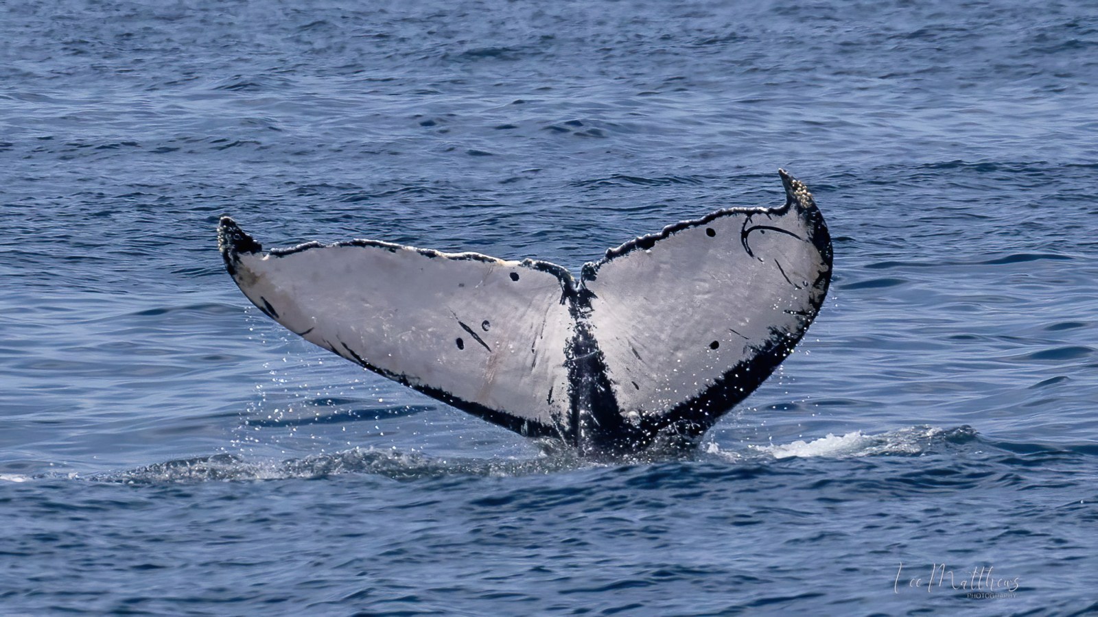 a whale jumping out of the water