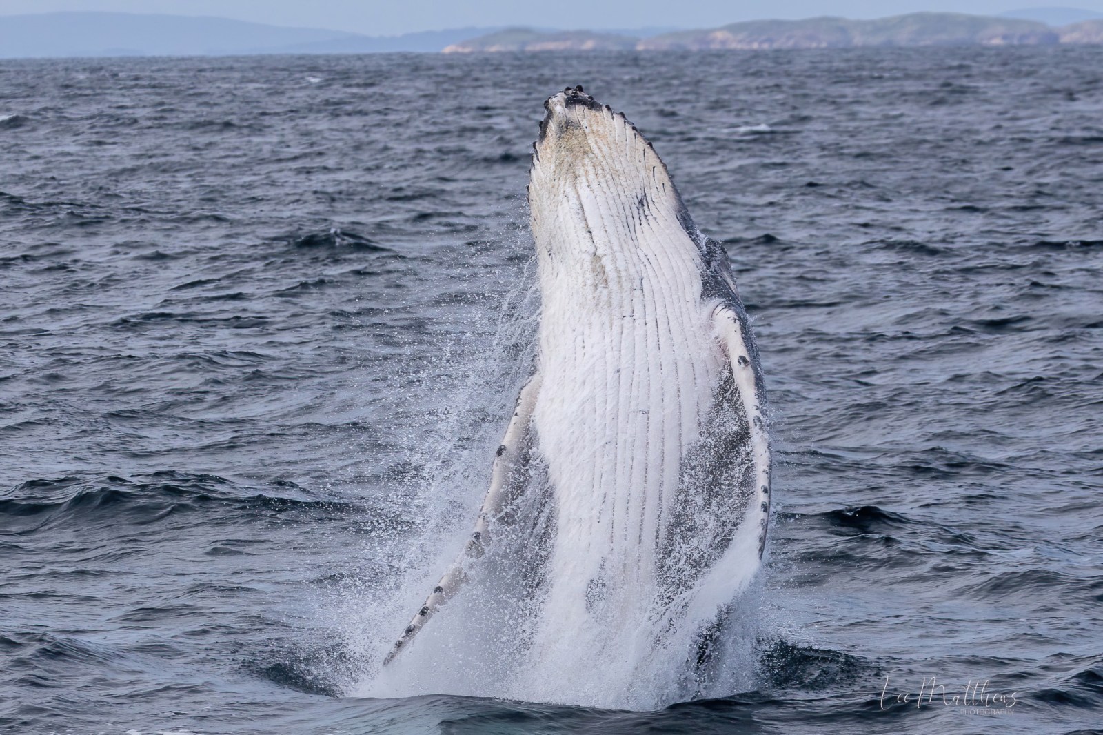 a whale jumping out of the water