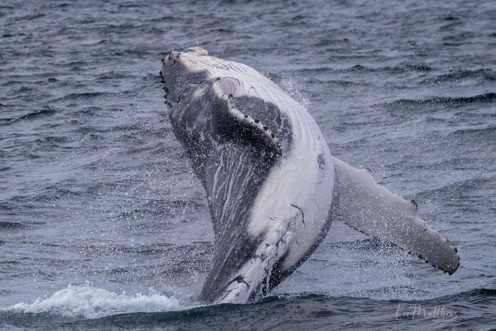 an animal in a body of water