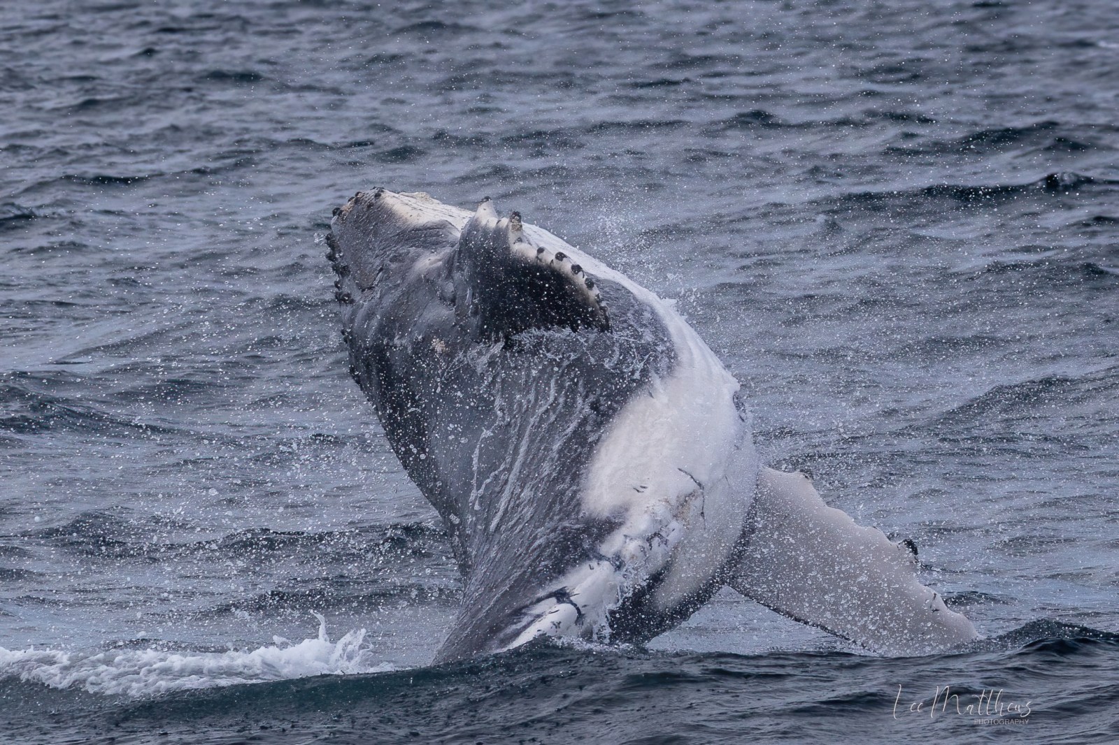 a whale jumping out of the water