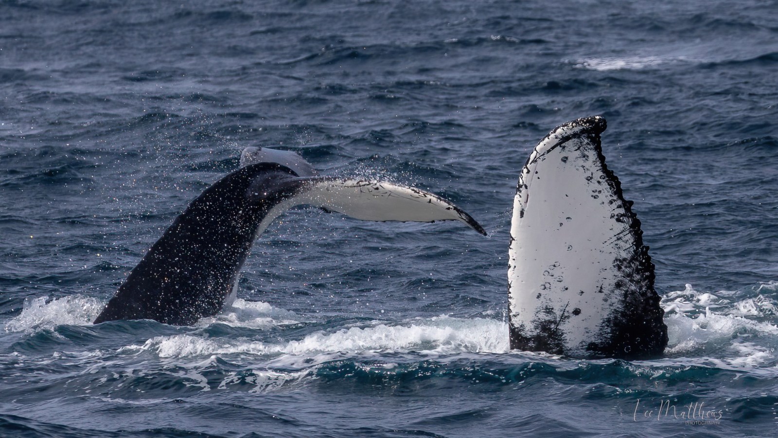 a whale jumping out of the water