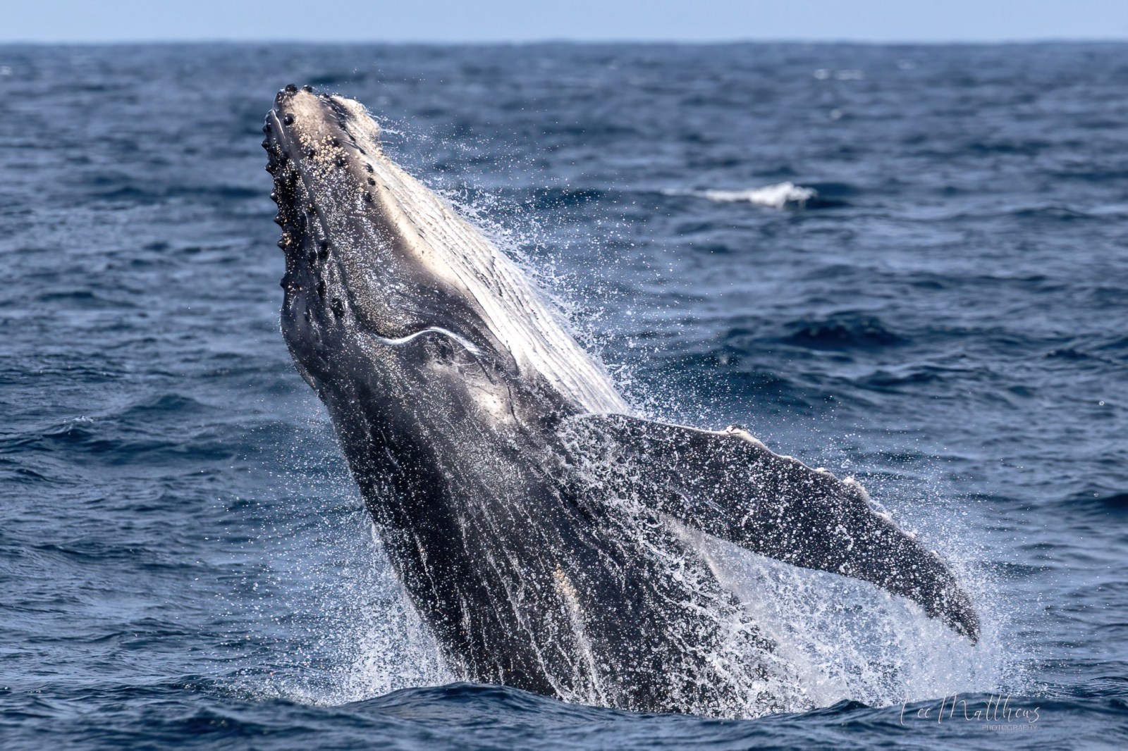 a whale jumping out of the water