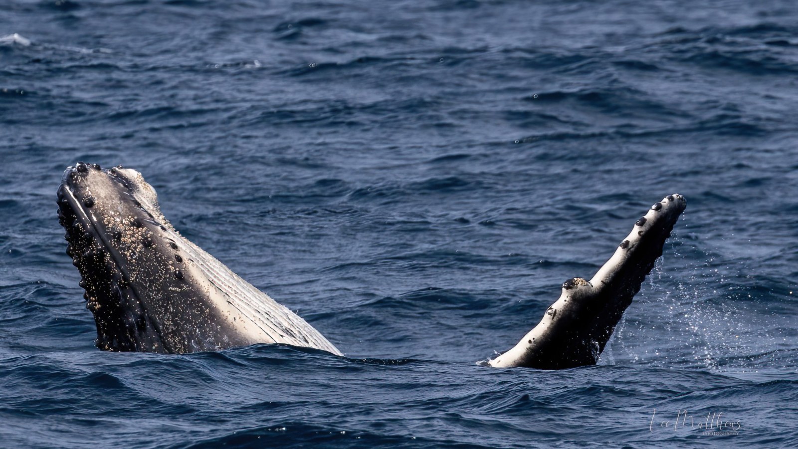 a whale jumping out of the water