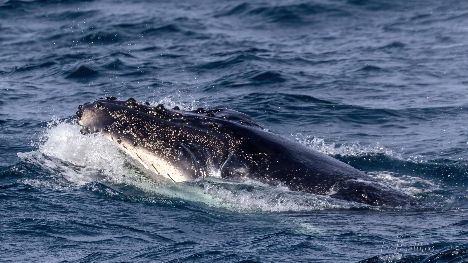 a whale jumping out of the water