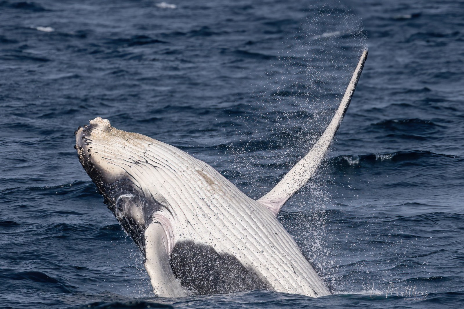 a whale jumping out of the water