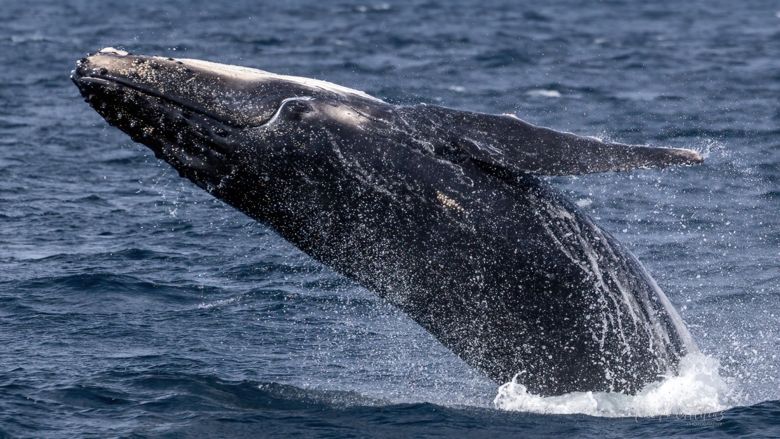a whale jumping out of the water