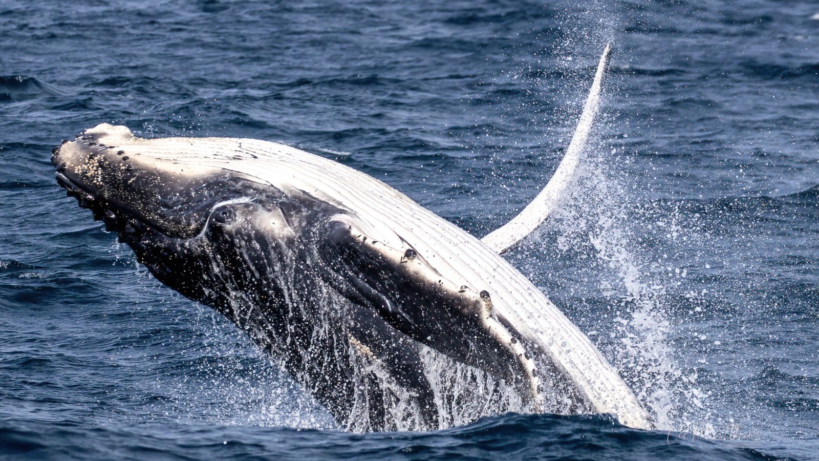 a whale jumping out of the water