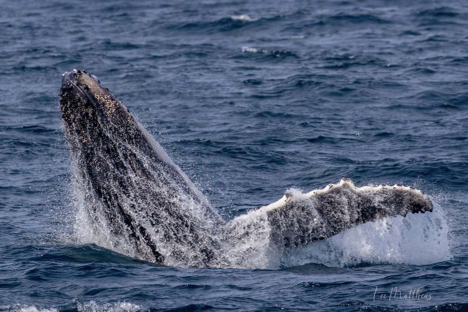 a whale jumping out of the water