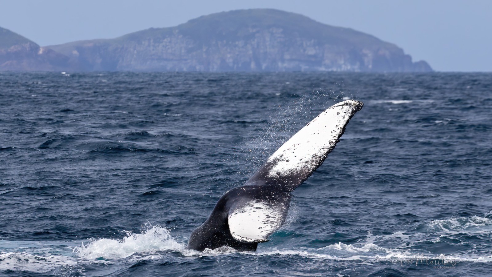 a whale jumping out of the water