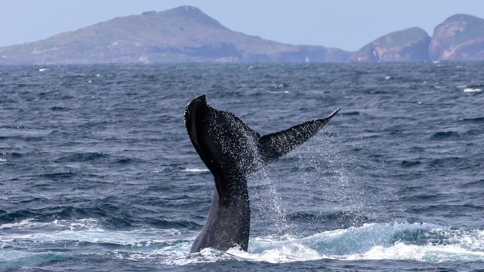 a whale jumping out of the water