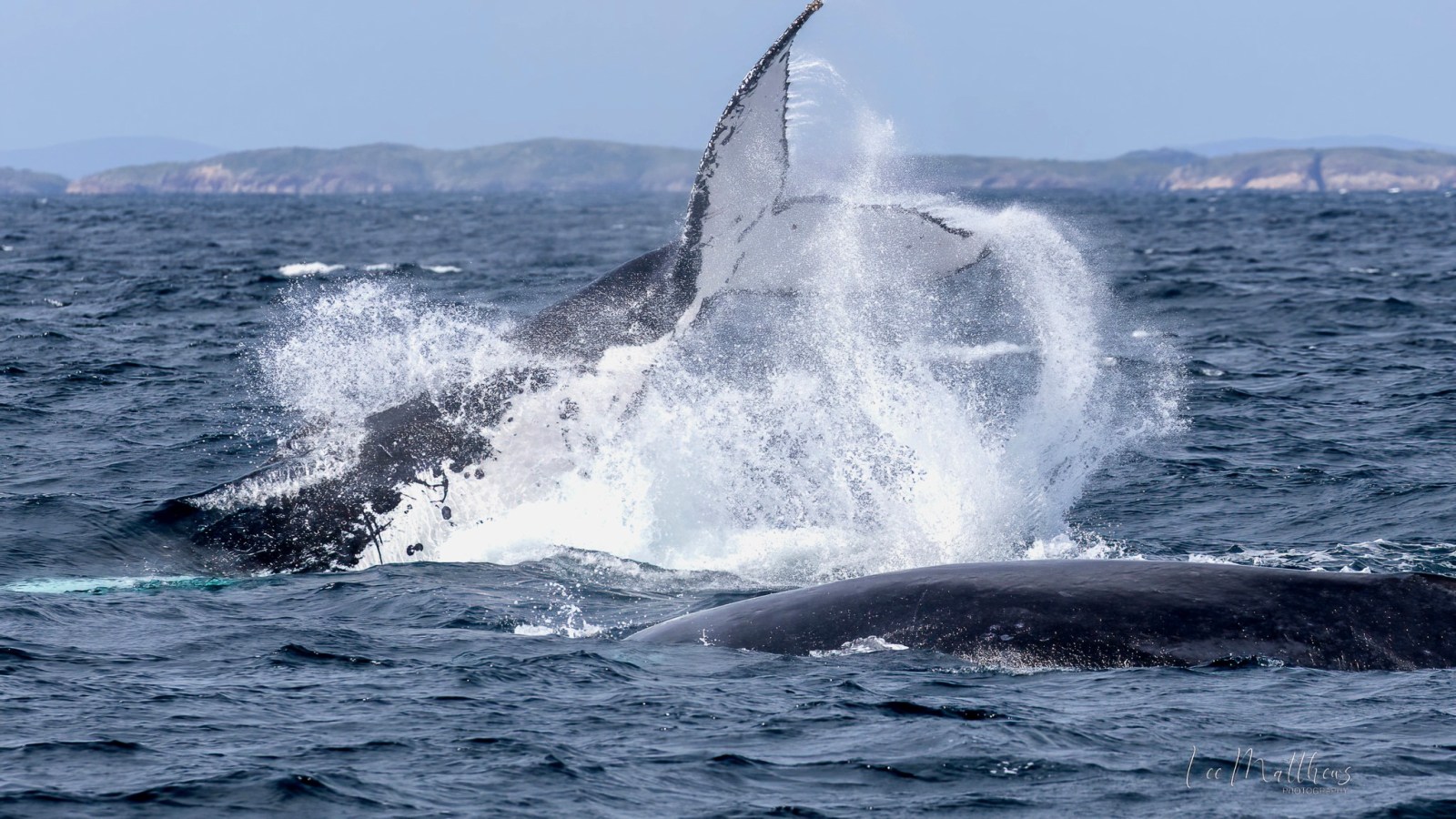 a whale jumping out of the water