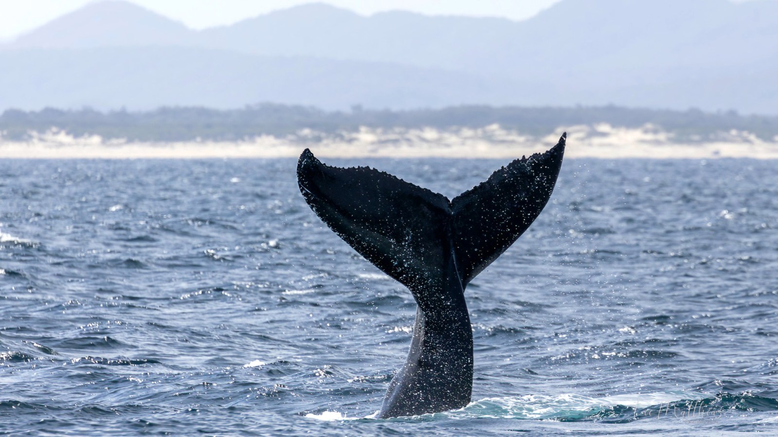a whale jumping out of a body of water