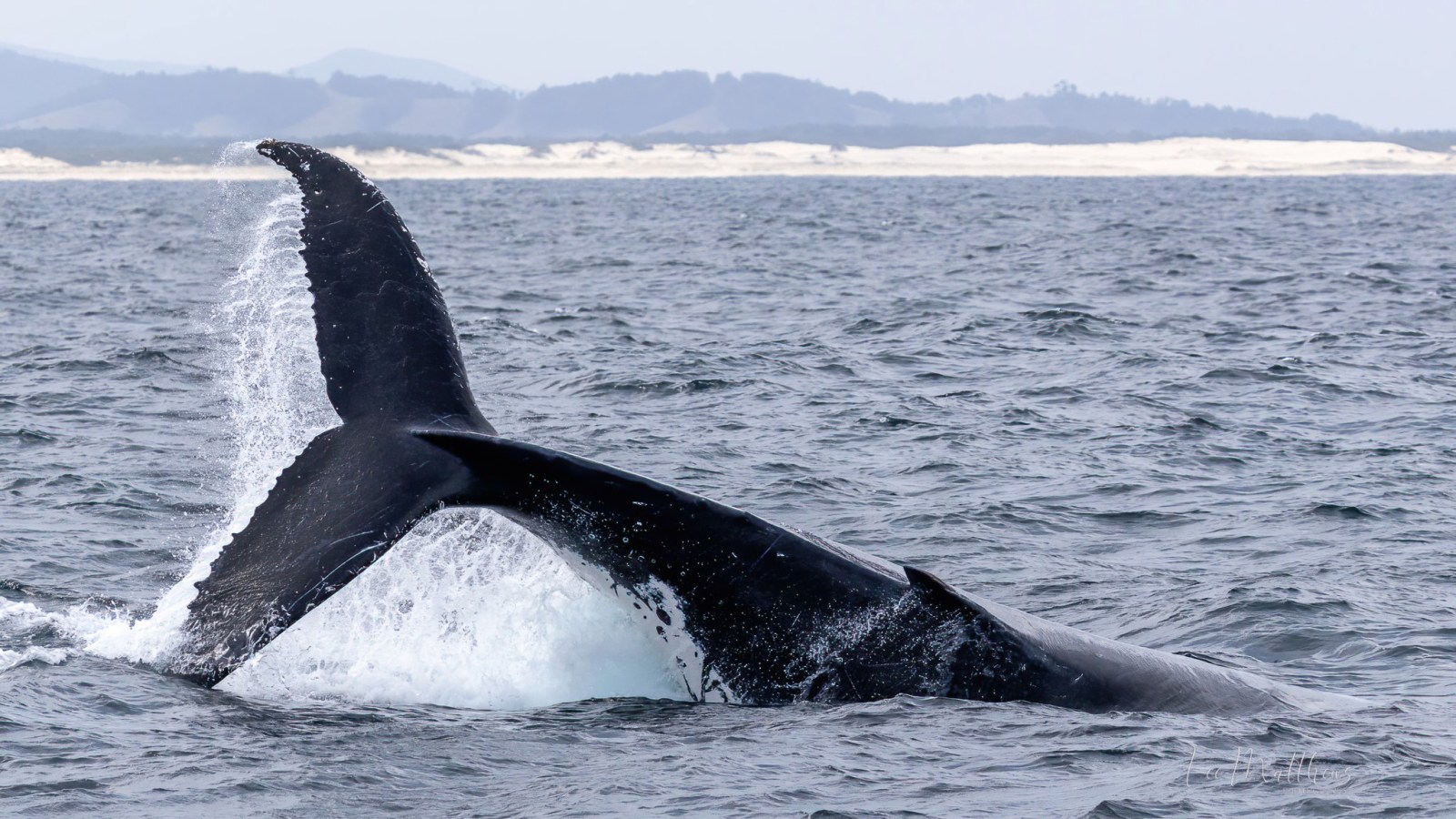 a whale jumping out of the water