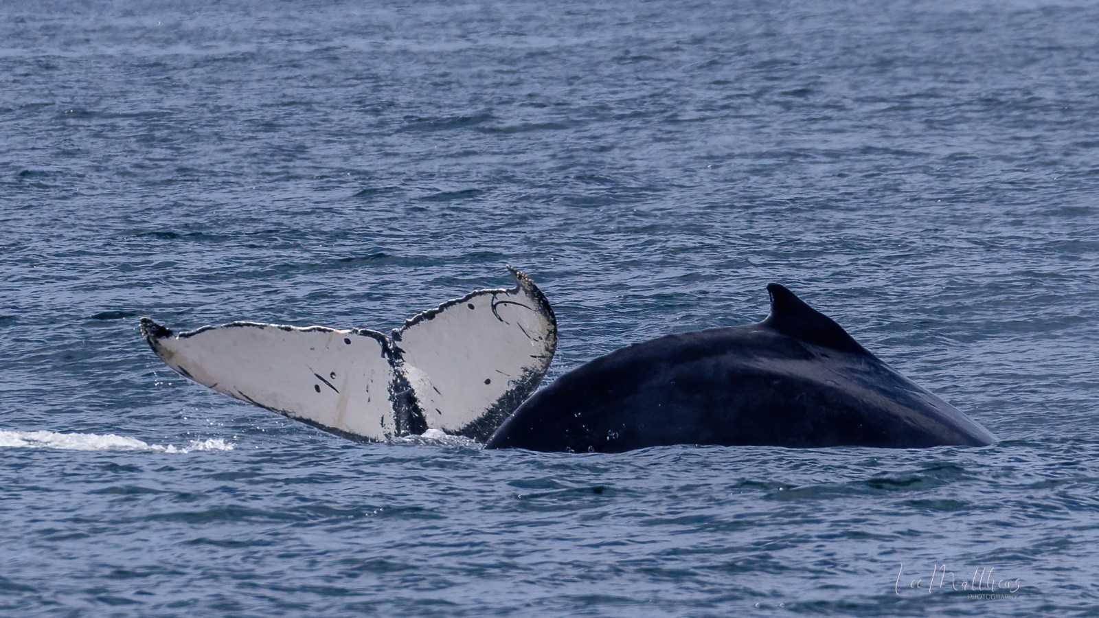 a whale jumping out of the water