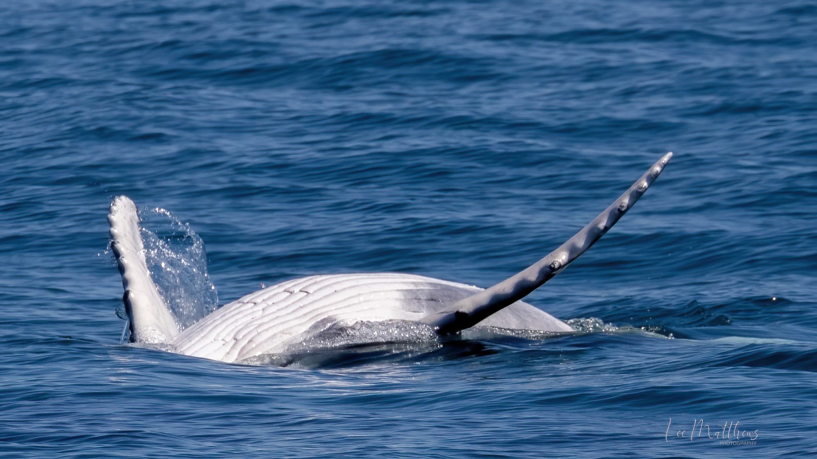 a whale swimming in a body of water