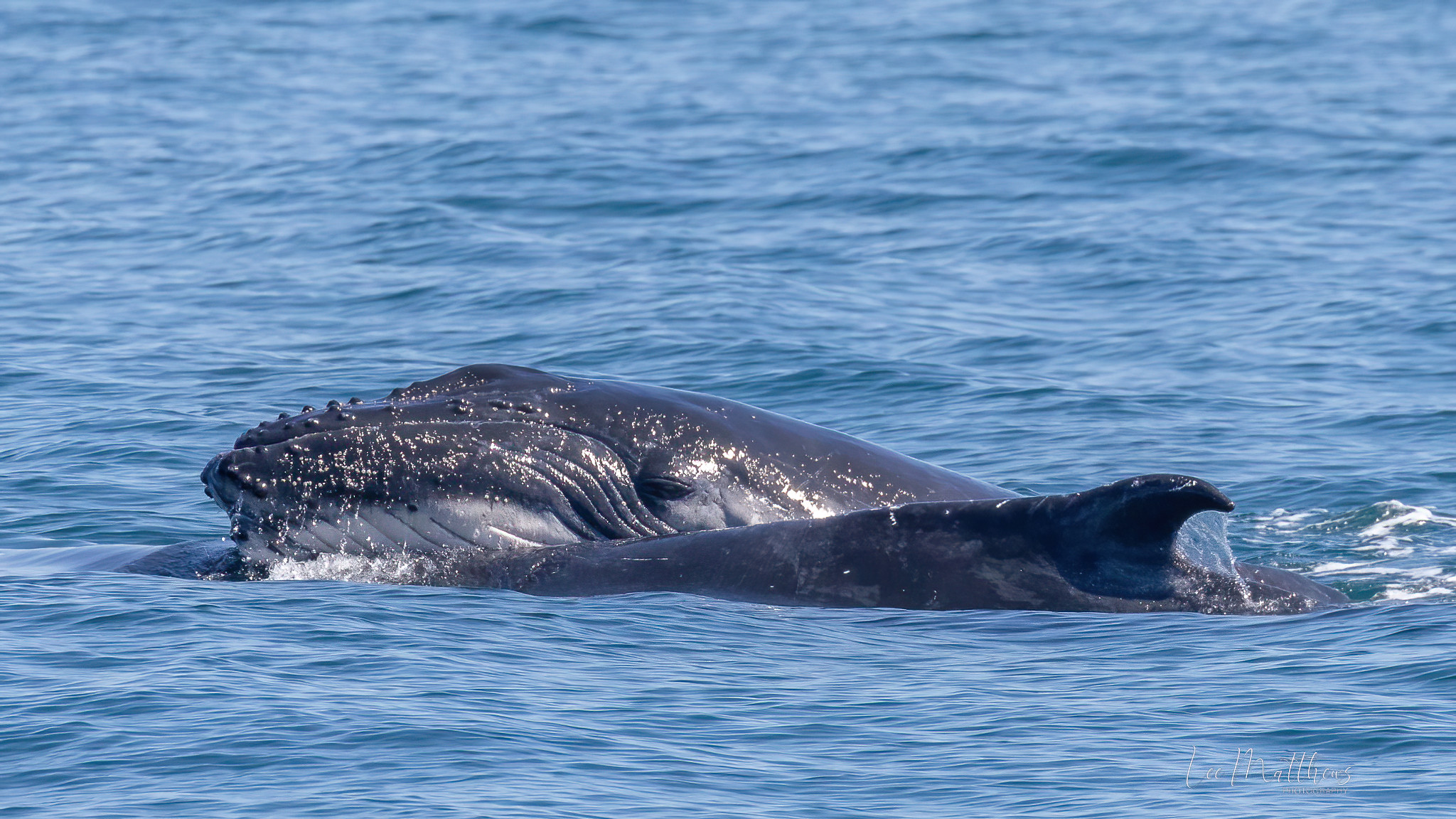 MOONSHADOW TQC WHALE WATCH PORT STEPHENS LEE MATTHEWS 071024 6 Whale Watching Moonshadow-TQC Cruises Port Stephens