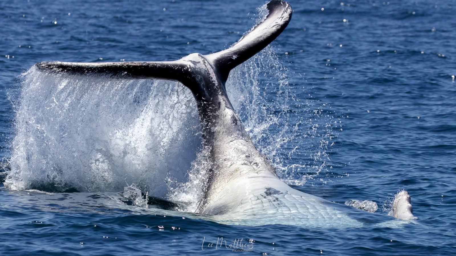 a whale jumping out of the water