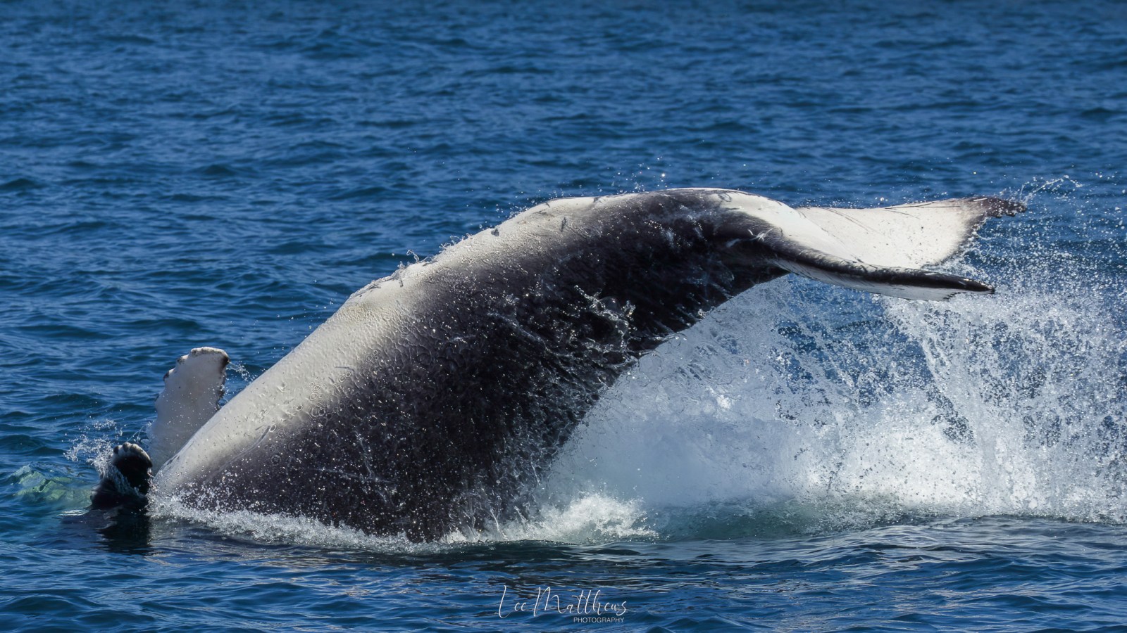 a whale jumping out of the water