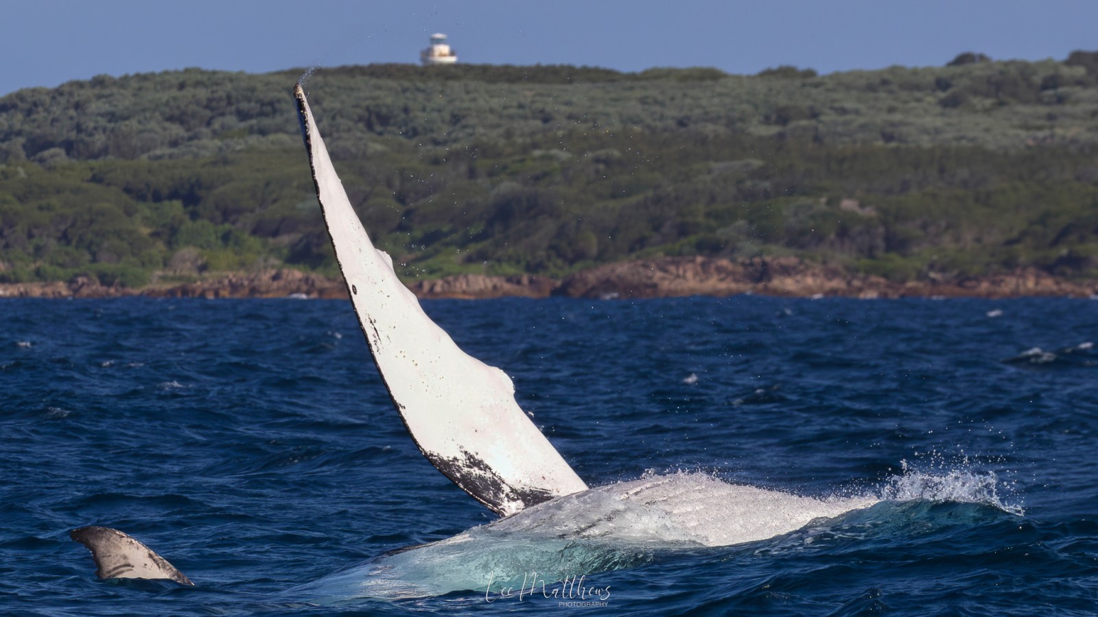 Whale Watching Moonshadow TQC Cruises Port Stephens