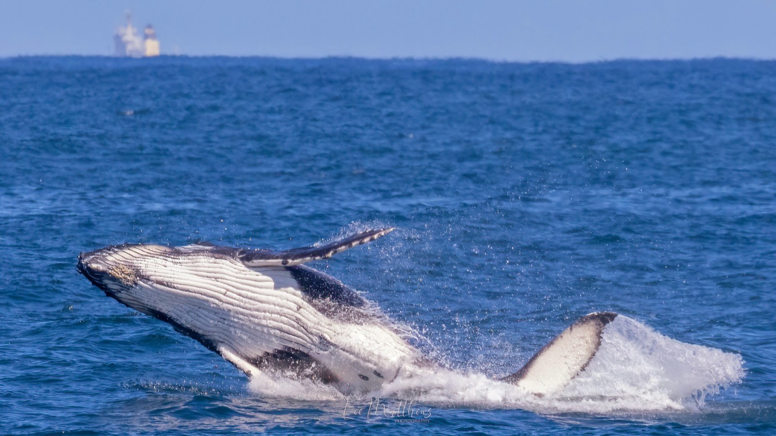 a whale jumping out of the water