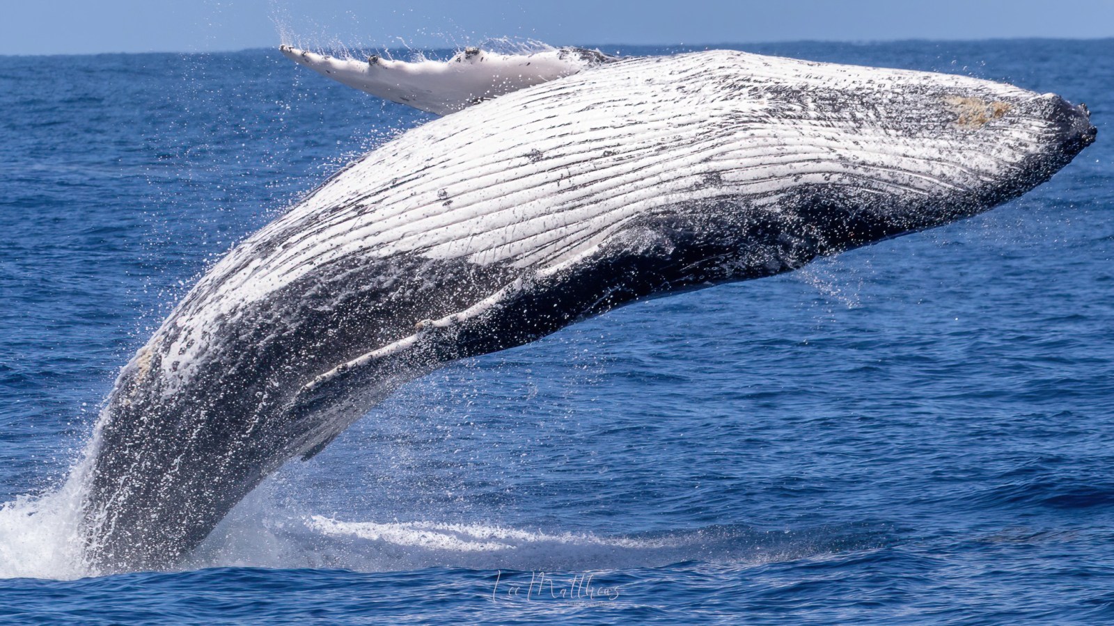 a whale jumping out of the water