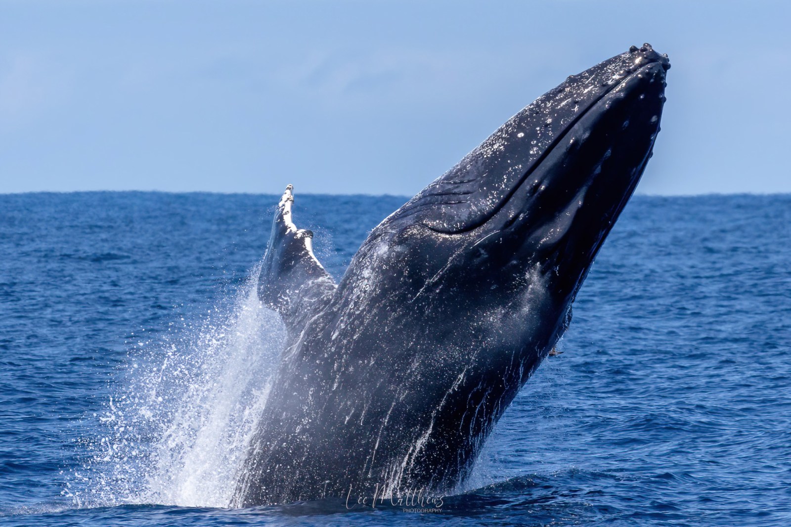a whale jumping out of the water