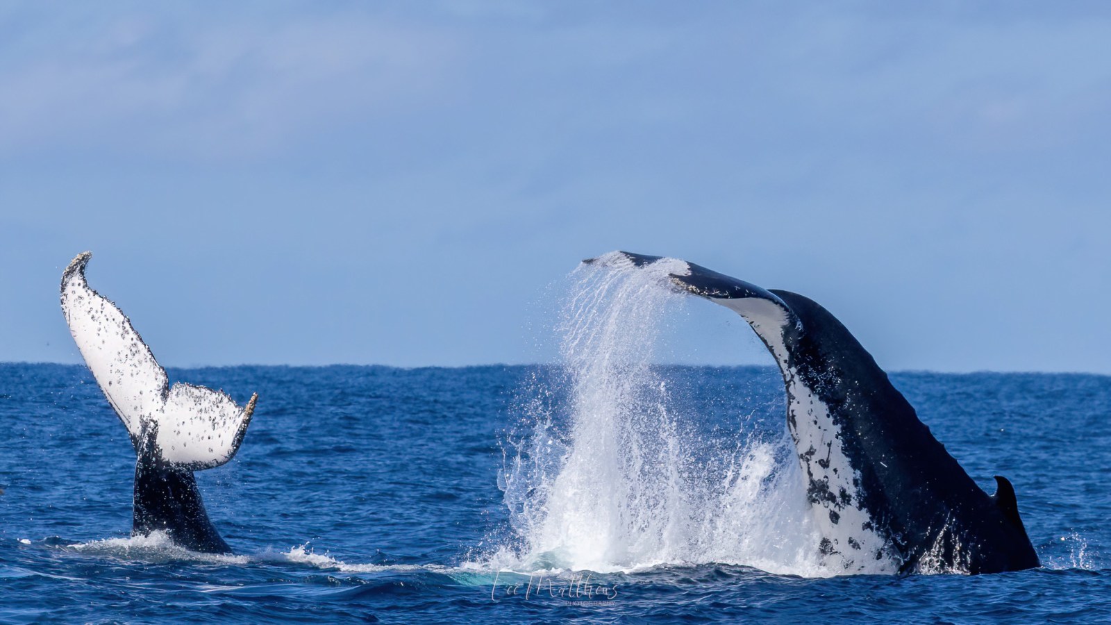 a whale jumping out of the water