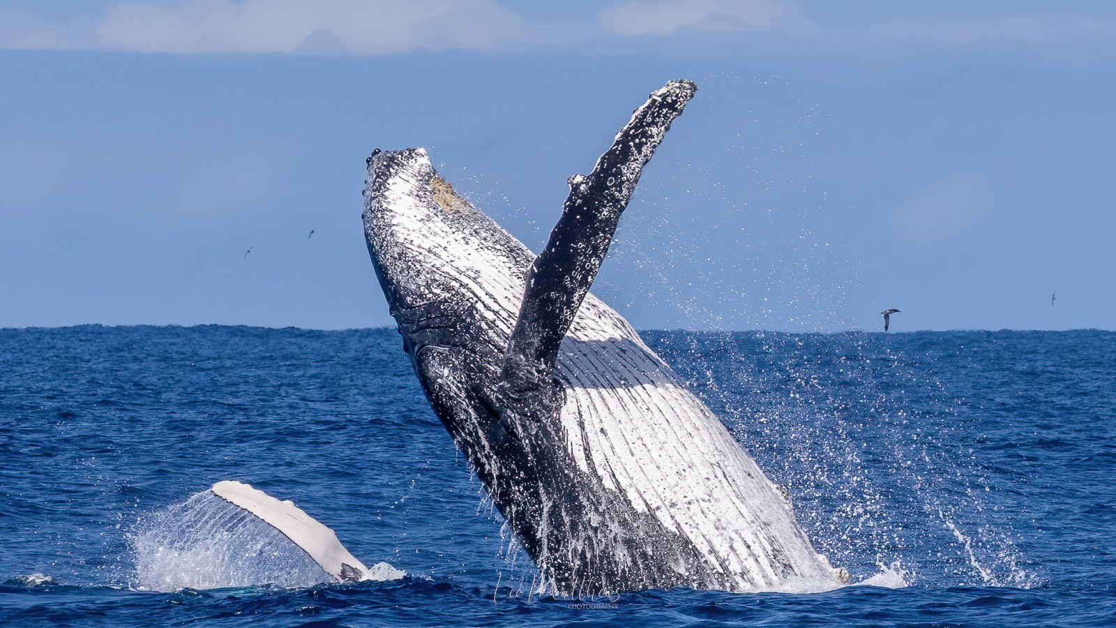 a whale jumping out of the water