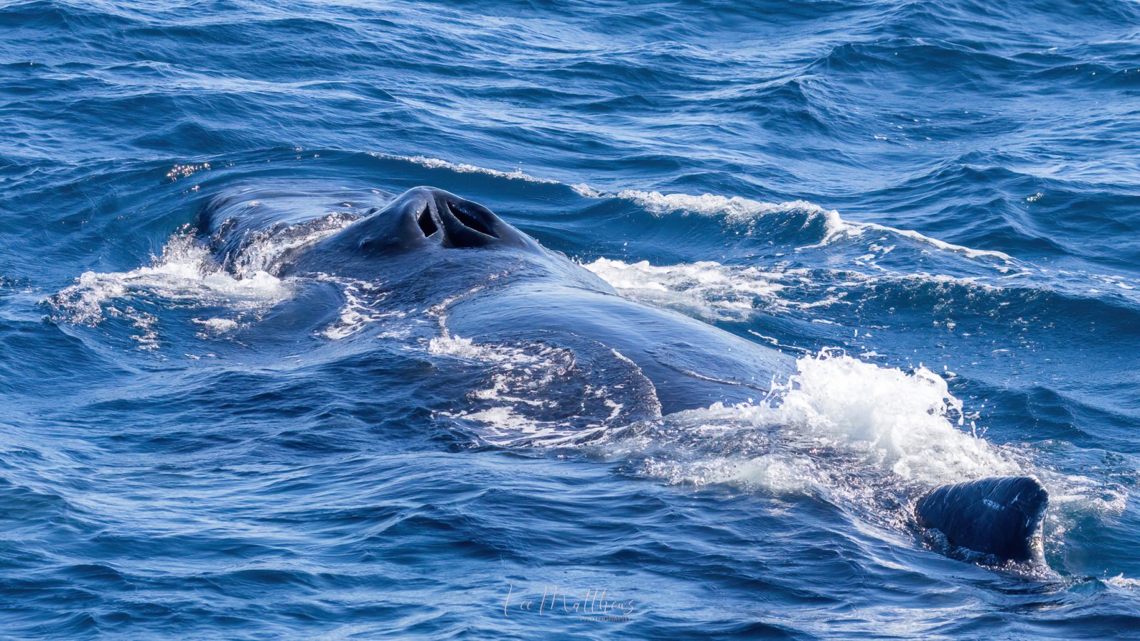 a whale jumping out of the water