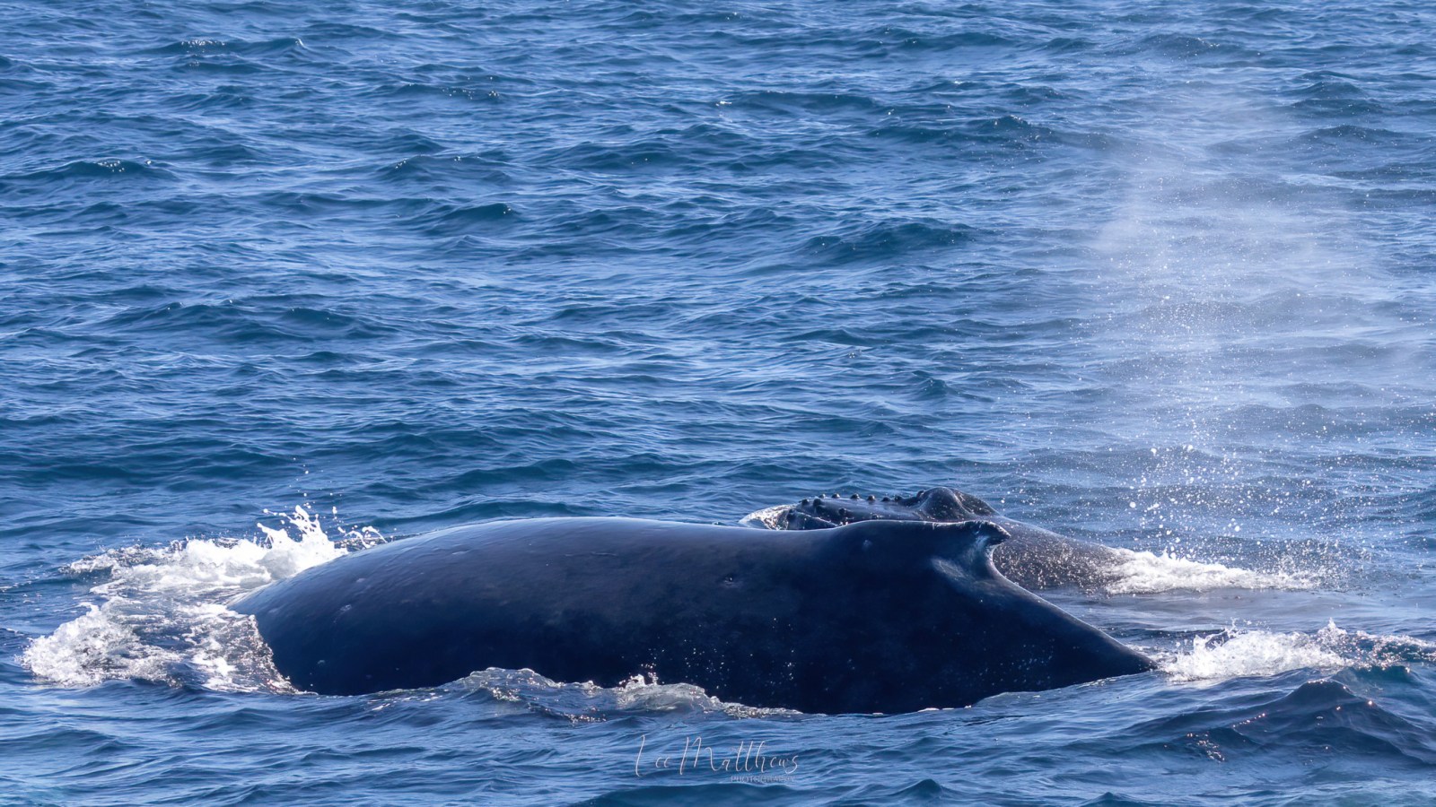 a whale jumping out of the water