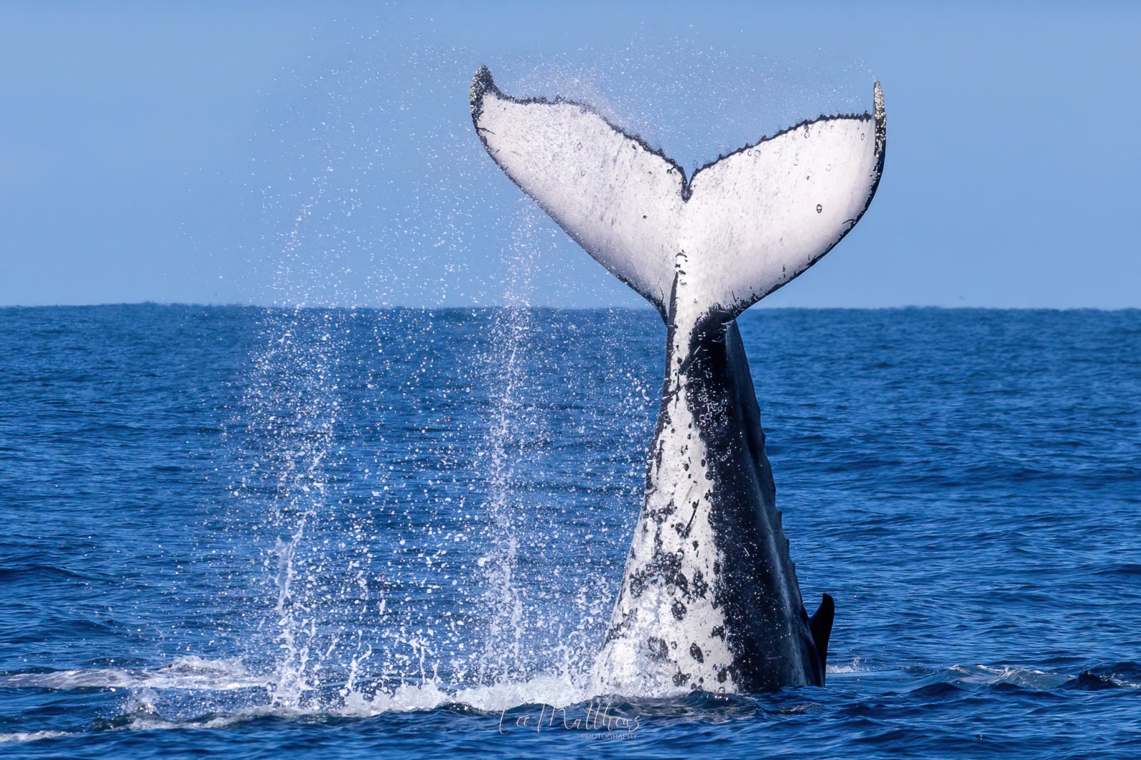 a whale jumping out of the water