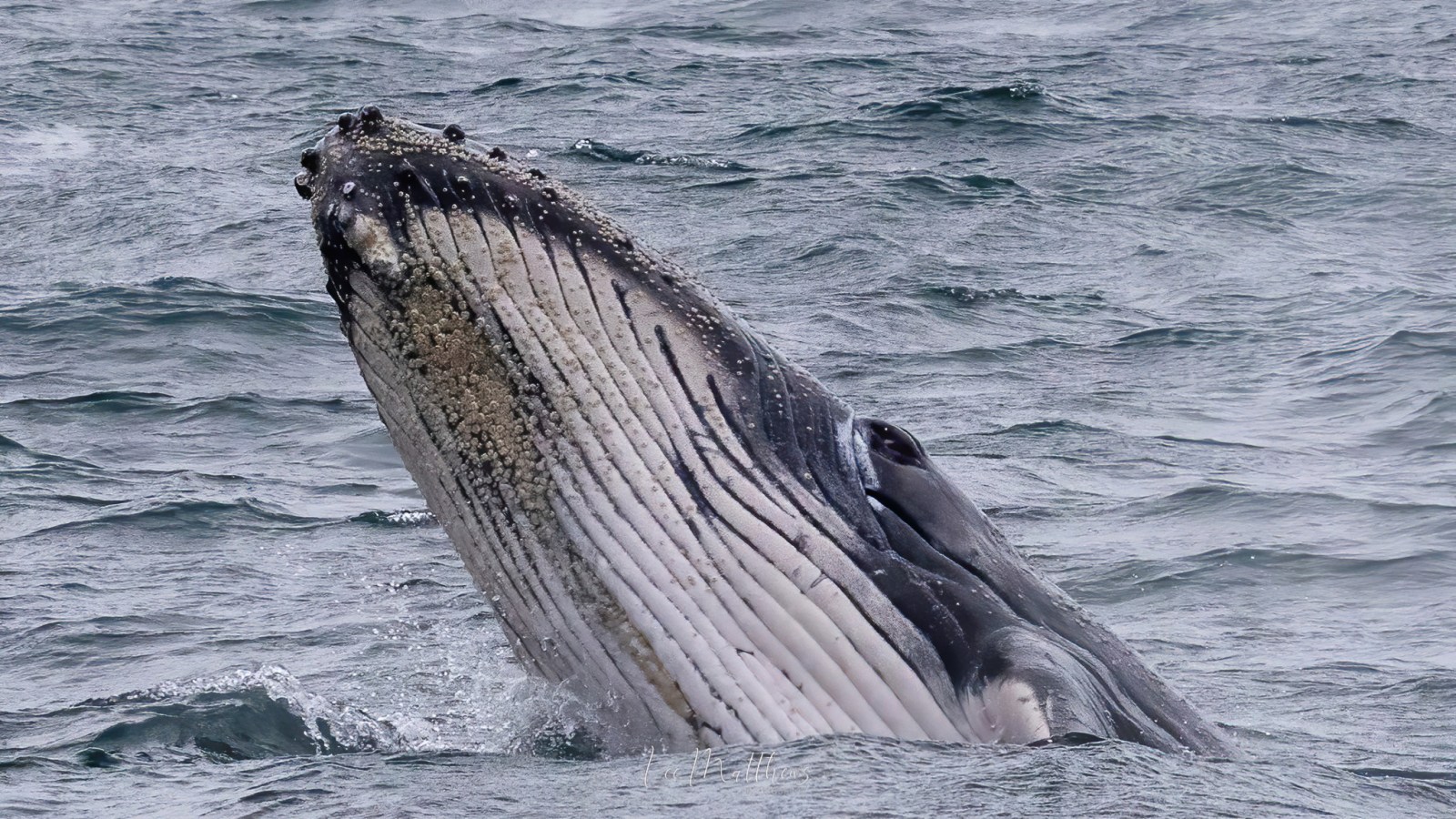 a whale jumping out of the water
