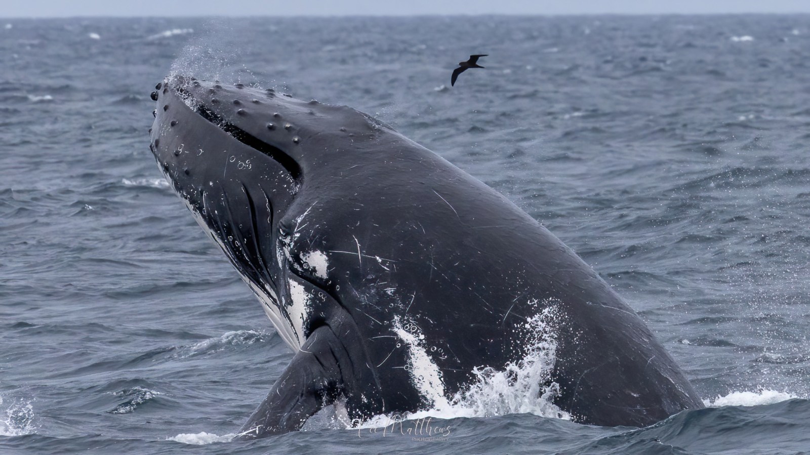 a whale jumping out of the water